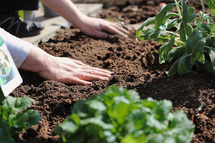 planta, mans, jardineria, sòl, sembra, plantar, pasatemps, sòl de jardí, jardí, jardiner