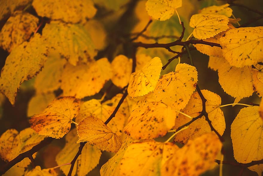 листя, фундук, кущ, осінь, природи