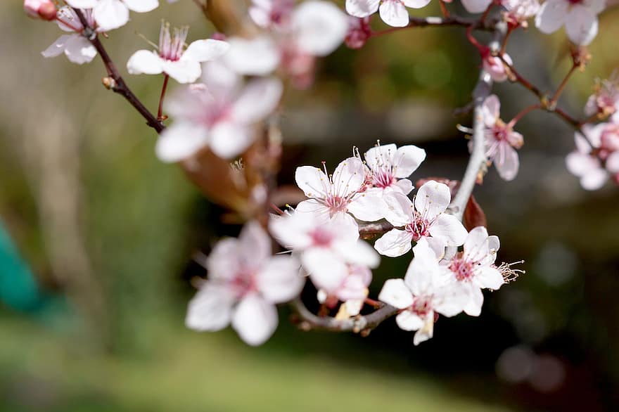 Třešňový květ, květiny, jaro, růžové květy, sakura, květ, větev, strom, zahrada, Příroda