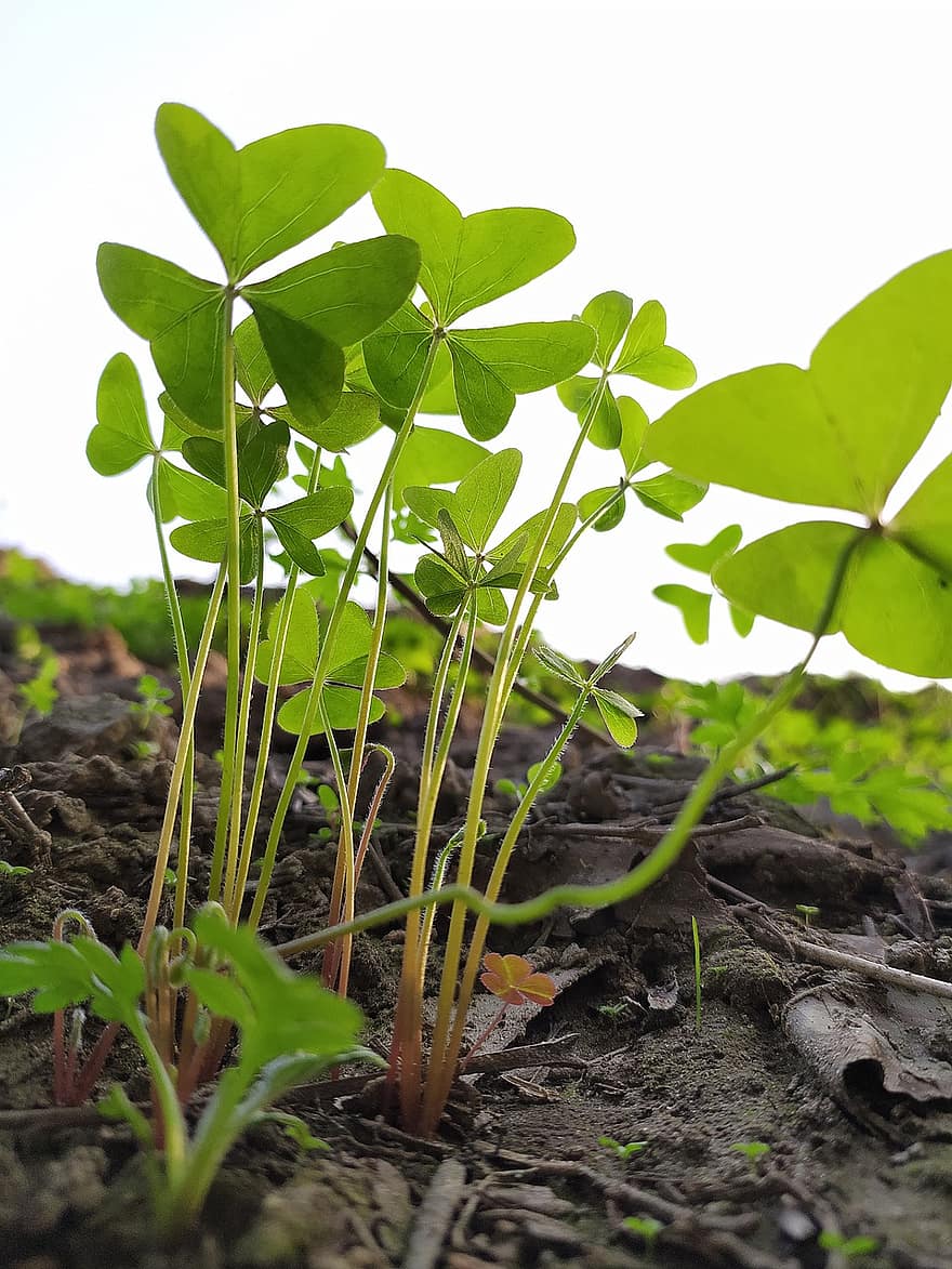 Soil, Garden, Sprouts, Field, Gardening, Nature, leaf, plant, green color, growth, close-up