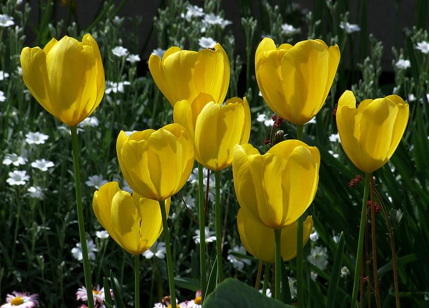 kwiaty, tulipany, płatki, flora, rośliny, ogród, wzrost, botanika, sezonowy, Natura, kwiat
