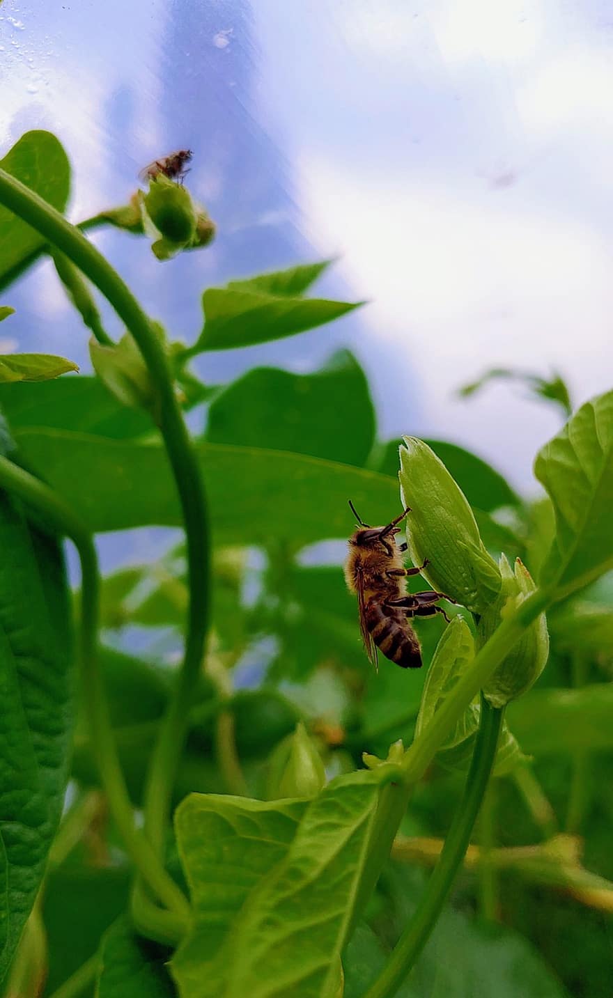 Bee, Insect, Garden, Greenhouse, Beans, Leaves, Nature, Green, Break, Entwine, Tomato House