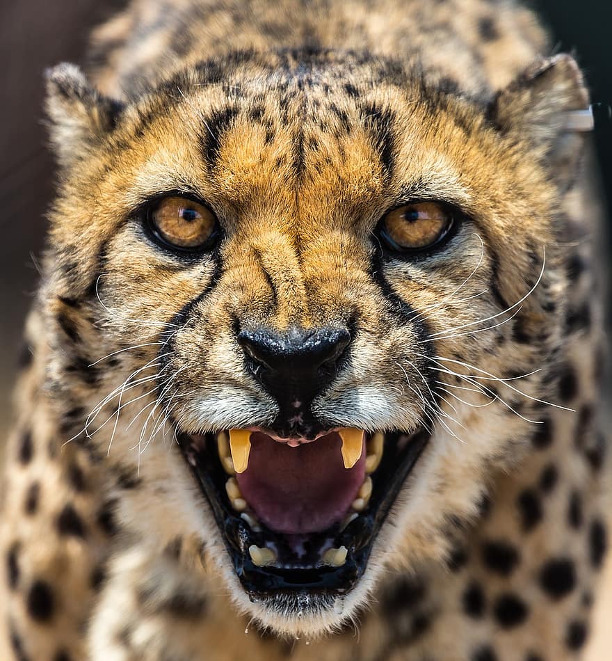cheetah, Afrika, Namibië, kat, ogen, tanden, bruine kat, bruin oog