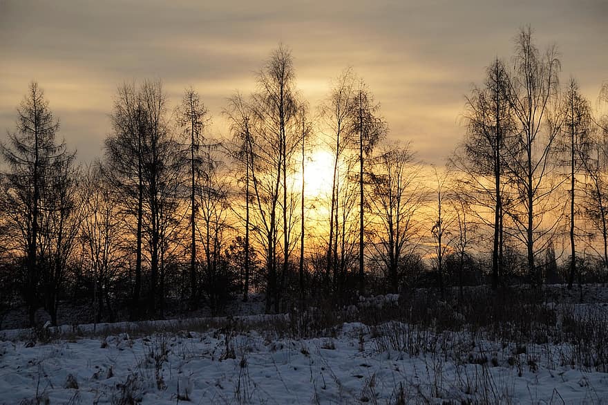 Puut, ala, lumi, luminen kenttä, auringonlasku, horisontti, iltahämärä, talvi-