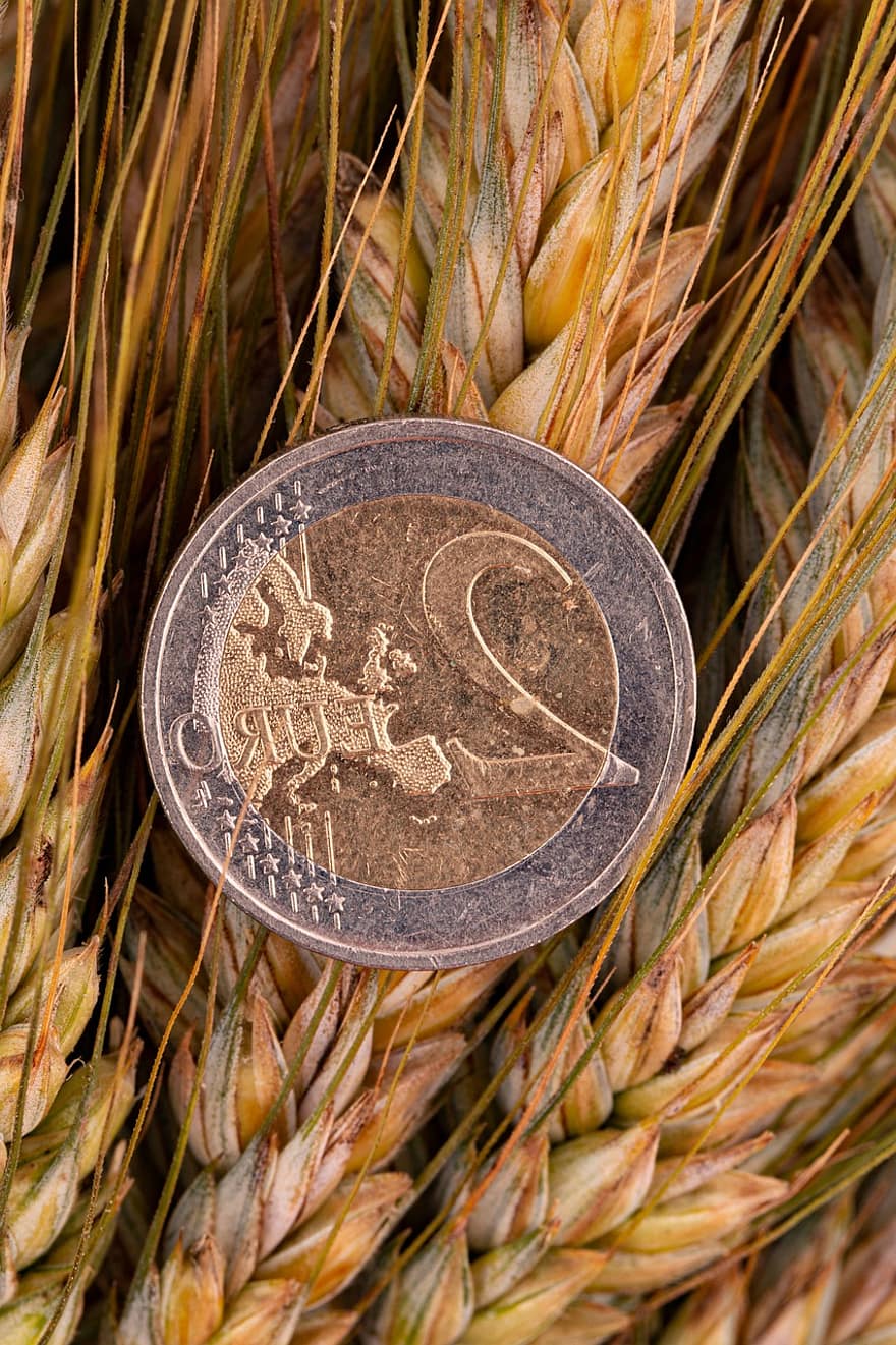 euro, koin euro, telinga gandum, uang, jelai, rumput mana, keluarga rumput, merapatkan, mata uang, koin, keuangan