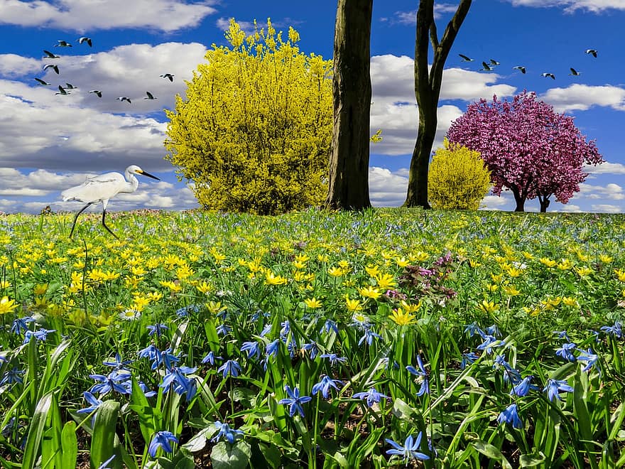 봄 초원, 봄, 꽃 초원, 꽃들, 금발 머리, 야생화, 봄의 흔적, 개나리, 벚꽃, 노랑, 빨간