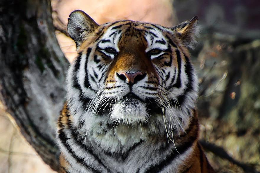 тигр, хижак, великий кіт, небезпечний, хижаки, тварина, неприручена кішка, котячих, тварини в дикій природі, бенгальський тигр, вимираючий вид