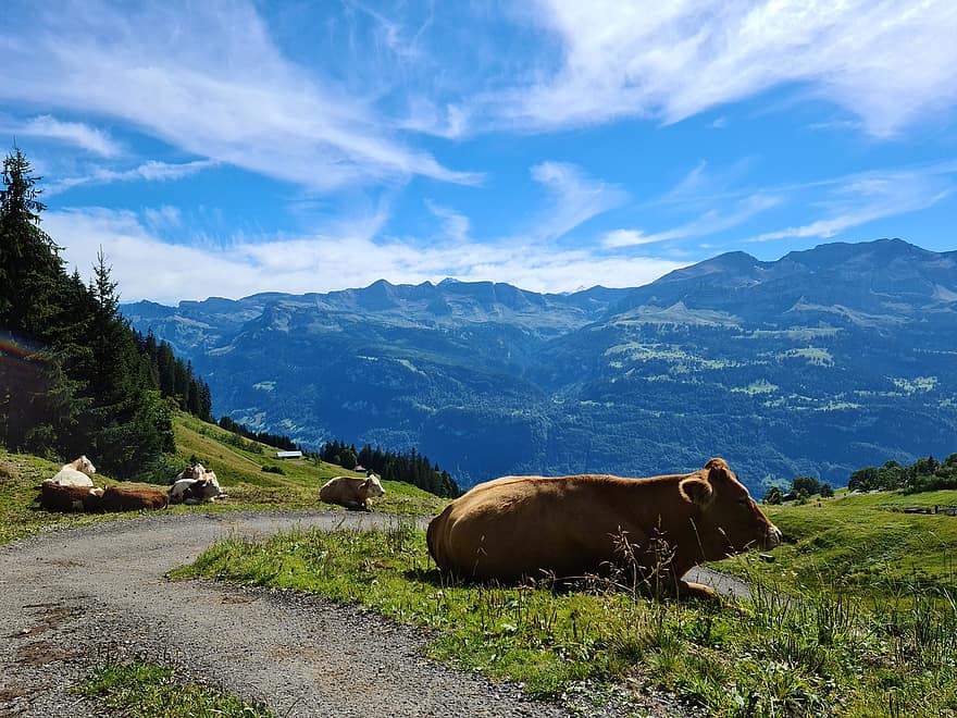 tehén, legelő, állatállomány, Interlaken, természet, hegyek, fű, vidéki táj, rét, hegy, tanya
