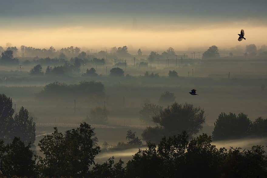 霧、朝の霧、田舎、朝、ミスト、霧の、森林、自然、秋、カストリア、ギリシャ