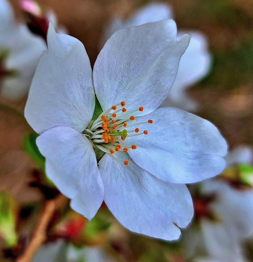 Třešňový květ, květ, jaro, bílá květina, rostlina, Příroda