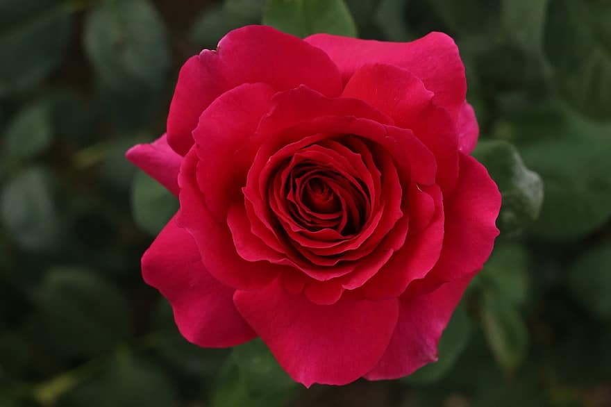 rosa, flor, vermell, Rosa vermella, naturalesa, planta, florir