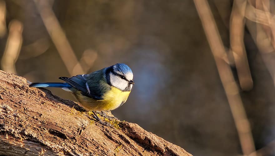 Blue Tit, Bird, Wood, Branch, Perched, Tit, Animal, Wildlife, Feathers, Plumage, Beak