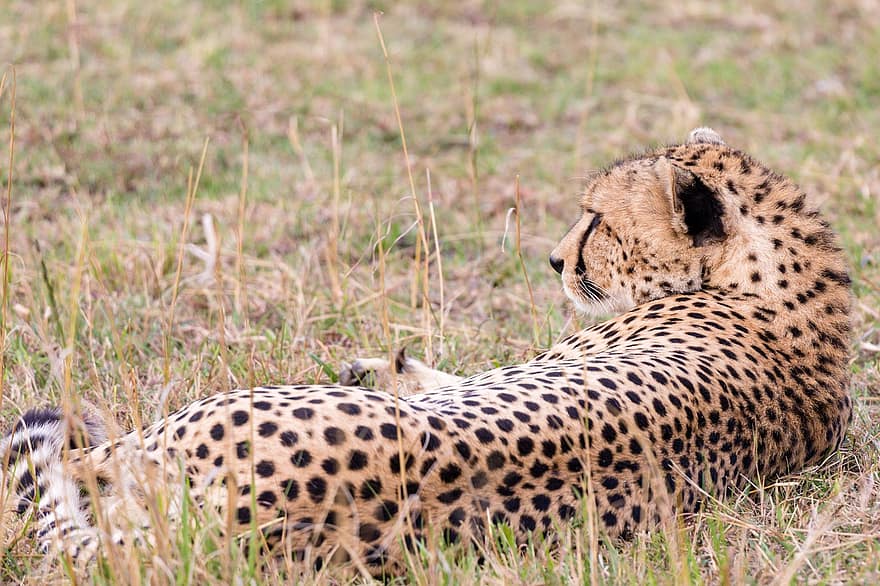 leopardo cazador, animal, safari, mamífero, Gato grande, animal salvaje, depredador, fauna silvestre, fauna, desierto, naturaleza