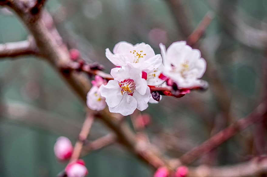 桜の花、フラワーズ、ブランチ、咲く、花、木、フローラ、自然、春、閉じる、フード