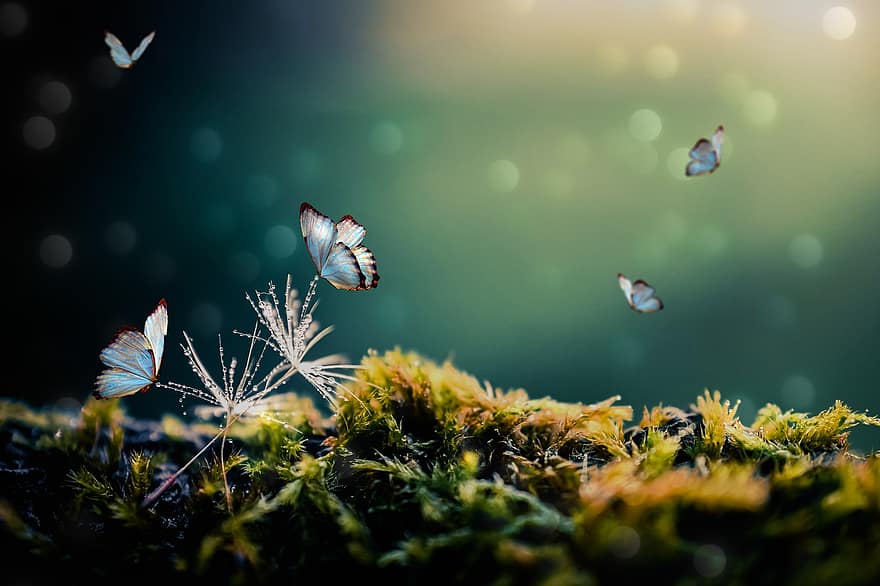 Butterflies, Fantasy, Forest, Magical Forest, Mystical Forest, Moss, Nature, Dream, Fairytale, Mystical