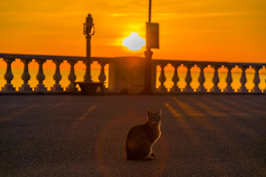 kucing, matahari terbit, matahari, pagi, langit, pemandangan, cahaya, bayangan hitam, musim panas, hewan, sinar matahari
