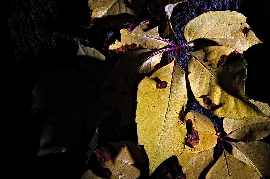 아메리칸 덩굴, 노란 잎, 잎, 가을, 가을 시즌