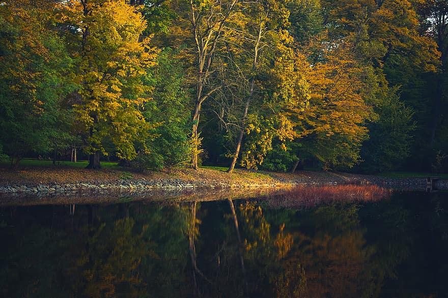 池、木、パーク、森の中、森林地帯、秋、葉、紅葉、秋の季節、落葉、色落ち