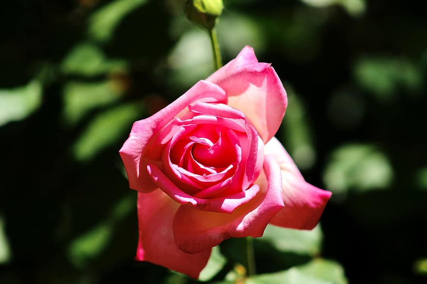 różowa róża, kwiat, roślina, Róża, różowy kwiat, płatki, ogród, płatek, zbliżenie, liść, głowa kwiatu