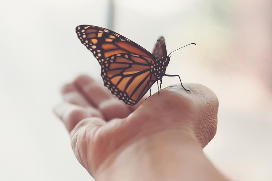 пеперуда, наблизо, насекомо, лято, детайл, буболечка, крила, природа, цветен, див, монарх