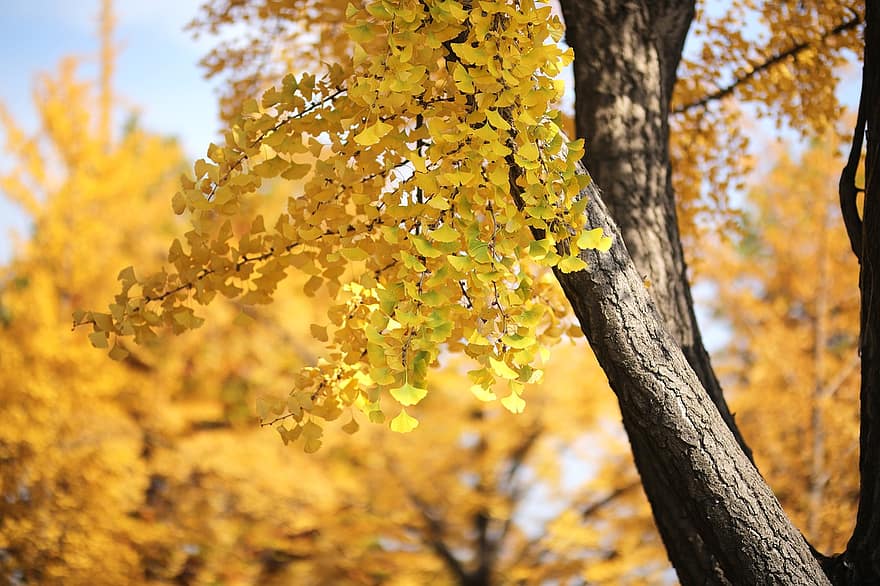 Ginkgo biloba, albero di capelvenere, autunno, alberi, foglie d'autunno, le foglie, natura, stagione autunnale, giallo, foglia, albero