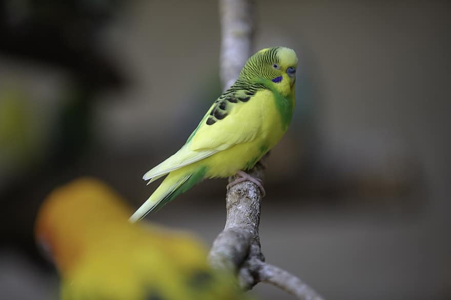 pappagallino verde africano, uccello, arroccato, animale, piume, becco, conto, birdwatching, ornitologia, mondo animale, natura