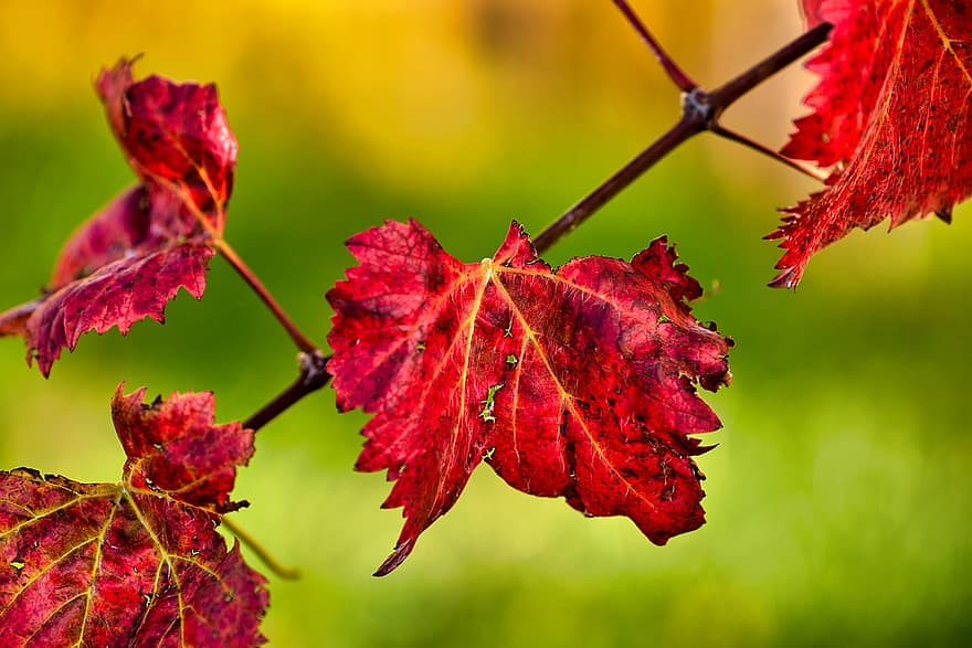 feuilles, vigne, tomber, l'automne, ambiance, feuillage, couleur d'automne, viticulture, vignoble