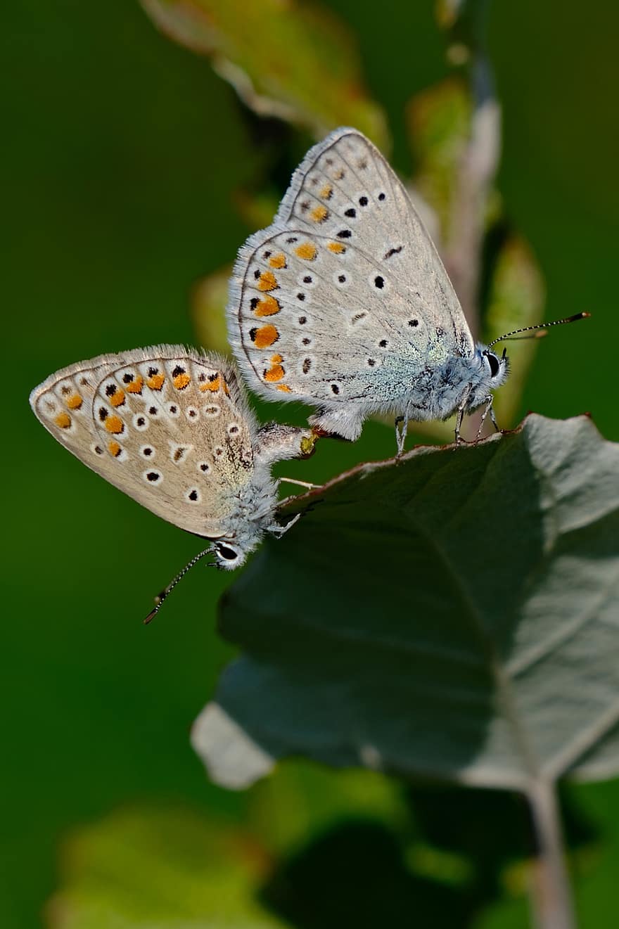 mariposa azul común, mariposas, apareamiento, cópula, insectos, alas, hoja, planta, prado, naturaleza, macro