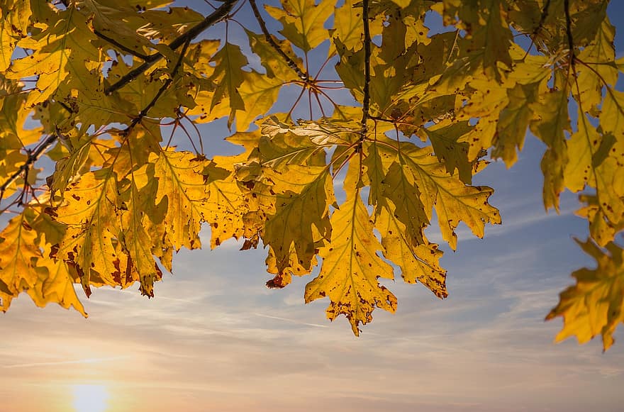 листья, осень, дерево, Солнечный лучик, солнце, заход солнца, падать, ветви, листва