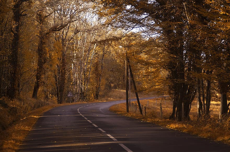 طبيعة ، الخريف ، الطريق ، خريف ، غابة ، الموسم ، شجرة ، الأصفر ، المشهد الريفي ، المناظر الطبيعيه ، ورقة الشجر
