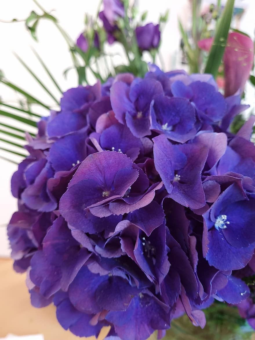 hortenzija, zieds, violeta hortenzija, dārzs, ziedlapiņām, purpura ziedlapiņas, zied, flora, augu, raksturs