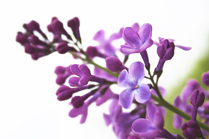Lilac, Flowers, Plant, Purple Flowers, Petals, Buds, Bloom, Branch, Spring, Nature, Macro