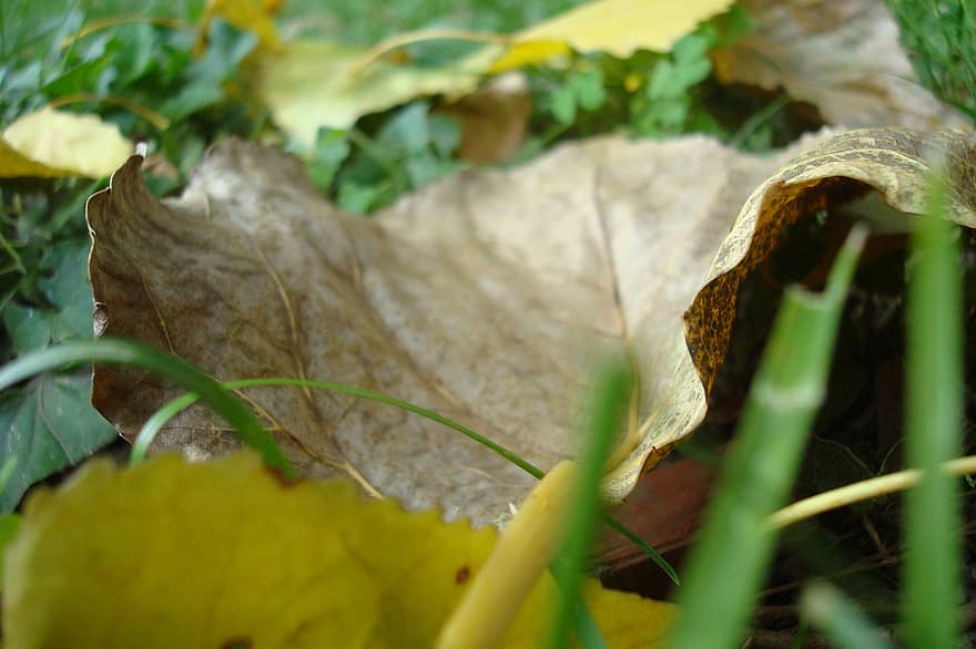 blad, tørret, efterår, tørt blad, græs, Mark, natur, makro, tæt på, plante, grøn farve