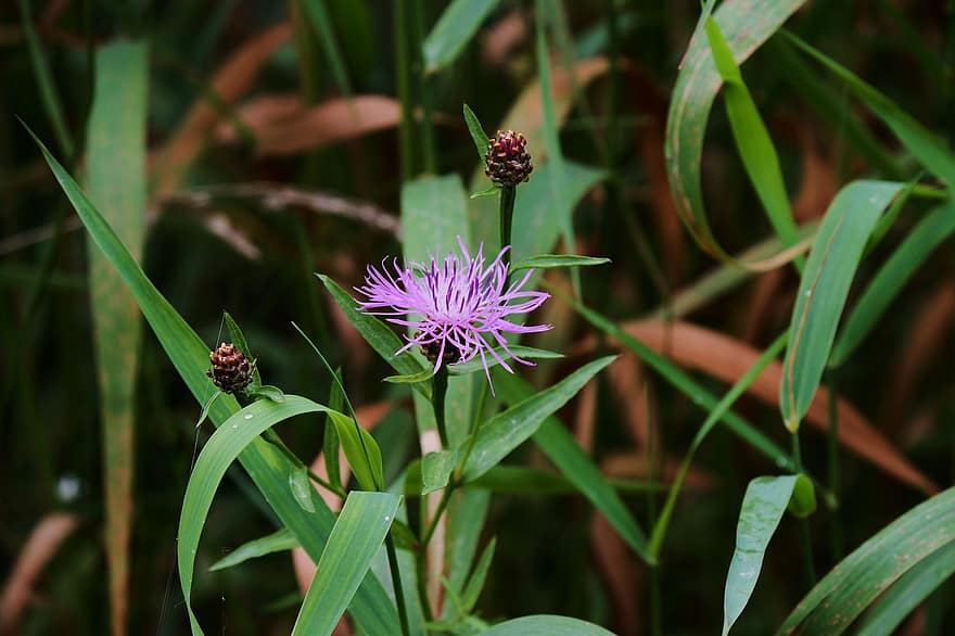knapweed, flor Purpura, flor, pétalos, pétalos morados, flora, planta, floración, naturaleza