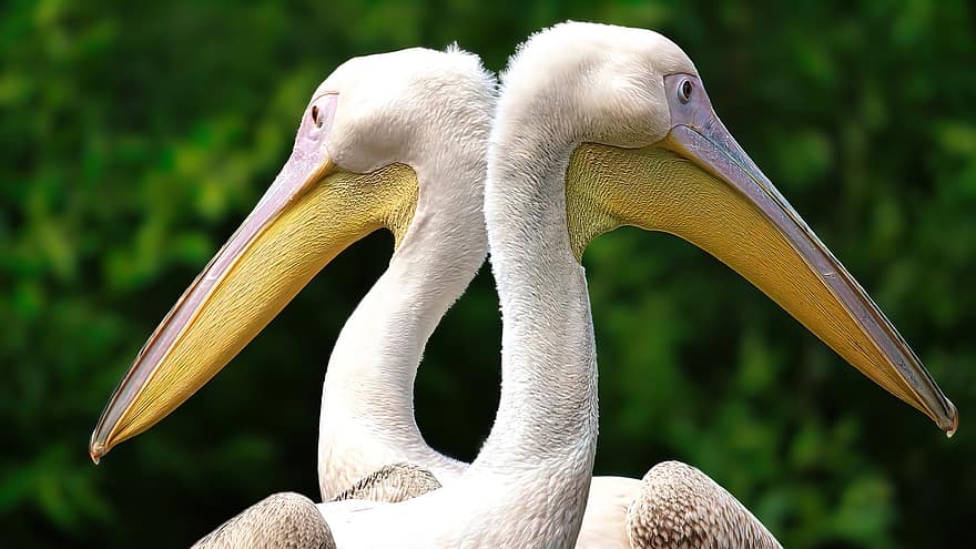 pelikánok, madarak, állatok, madárinfluenza, madártan