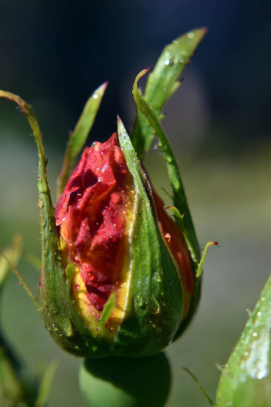 Rose, Rose Bud, Dewdrops, Flower Bud, Flower, Nature, Flora, Garden, leaf, close-up, plant