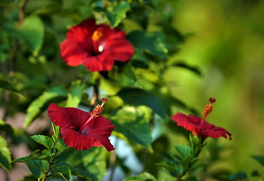 Hibiscuses, Flowers, Red Flowers, Petals, Red Petals, Leaves, Bloom, Blossom, Flora