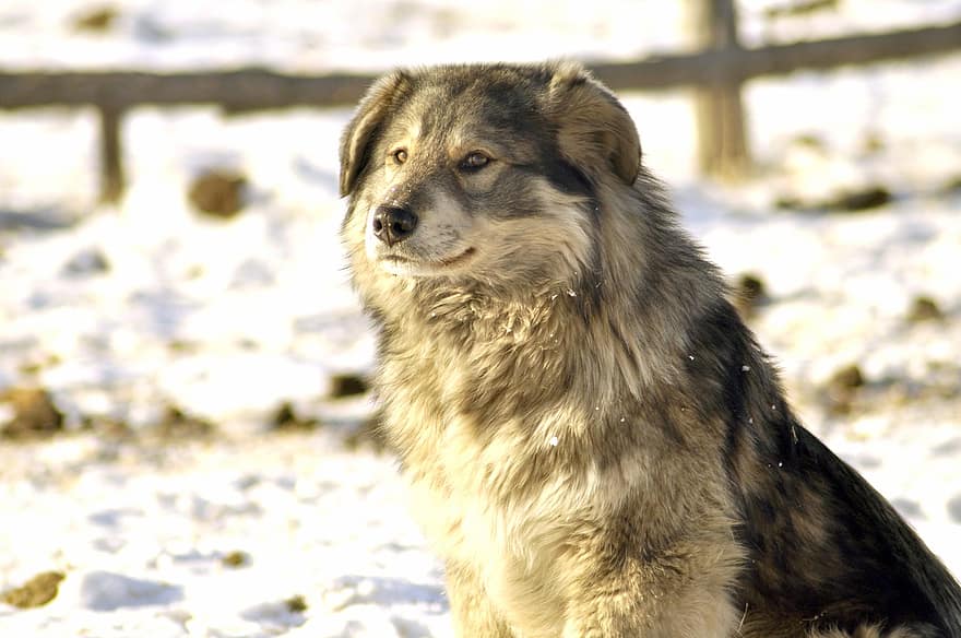 gos, mascota, hivern, animal, gos domèstic, caní, mamífer, pell, bonic, neu, a l'aire lliure