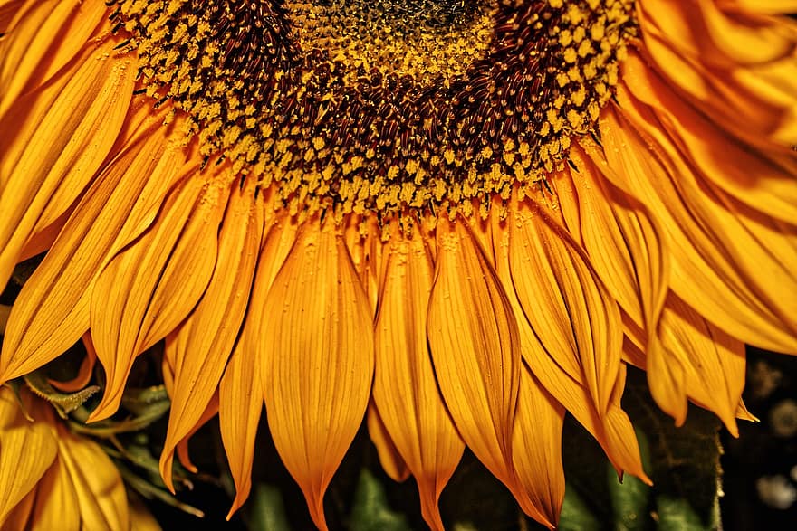 bunga matahari, bunga, bunga kuning, makro, kuning, menanam, merapatkan, daun, musim panas, daun bunga, latar belakang