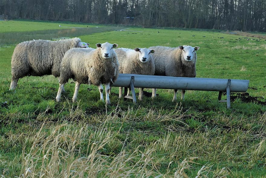 schapen, wol, weide, zoogdieren, polder, dieren wereld