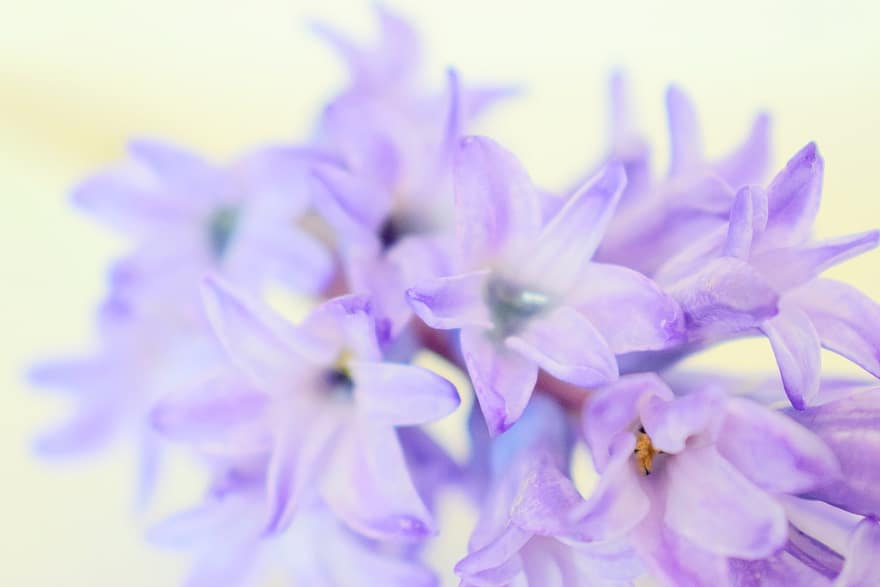 bunga ungu, hal berkembang, kelopak ungu, bunga-bunga, berkembang, mekar, flora, hortikultura, pemeliharaan bunga, botani, tanaman