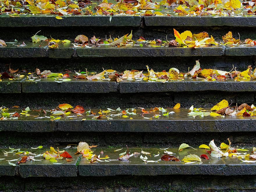 trin, trappe, efterår, faldne blade