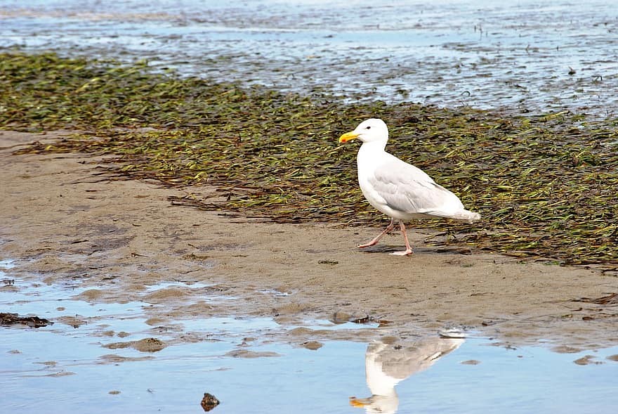 Seagull, Bird, Animal, Gull, Seabird, Sea, Beach, Wildlife, Beak, water, animals in the wild