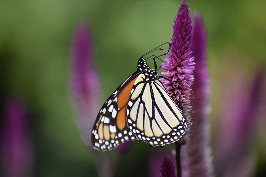 monark sommerfugl, sommerfugl, blomst, vinger, sommerfuglvinger, bevinget insekt, pollinere, pollinering, Lepidoptera, insekt, monark