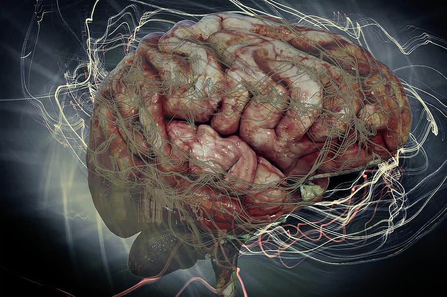εγκέφαλος, νομίζω, νευρώνες, σύνδεση, Παγκόσμιος, δικτύωση, συνδεδεμένος, μνήμη, multiverse, προγραμματισμός, σύμπαν