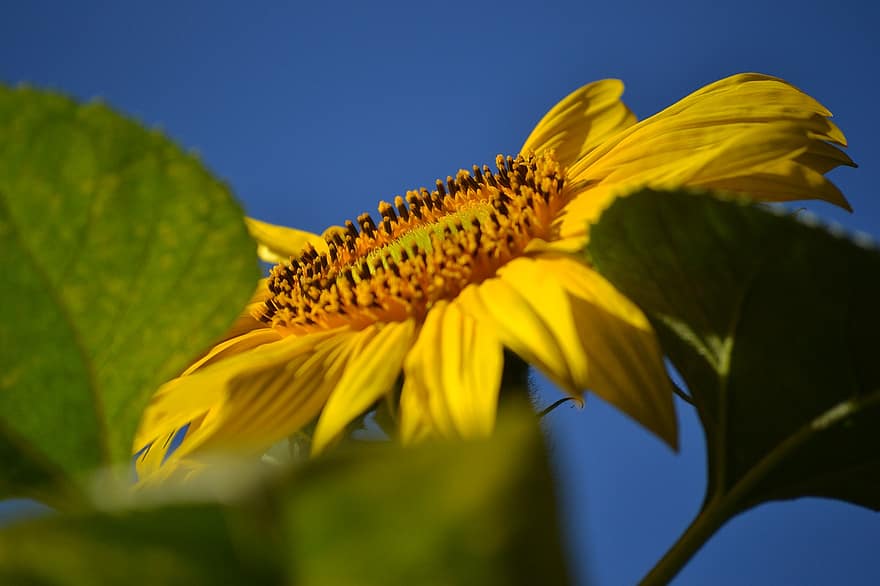 слънчоглед, жълто цвете, цвете, растение, флора, Helianthus