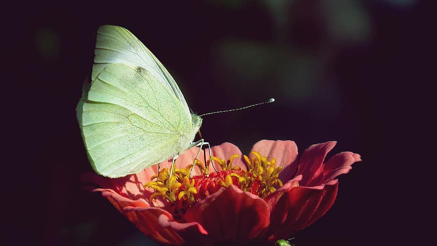 метелик, комаха, квітка, цинія, Рослина, декоративна рослина, квітуча рослина, цвітіння, запилювач, запилення метеликом, Маленький білий метелик