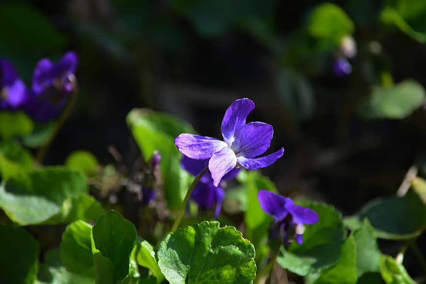 リンドウ、フラワーズ、紫色の花、花びら、紫の花びら、咲く、花、工場、フローラ、庭園、植物学
