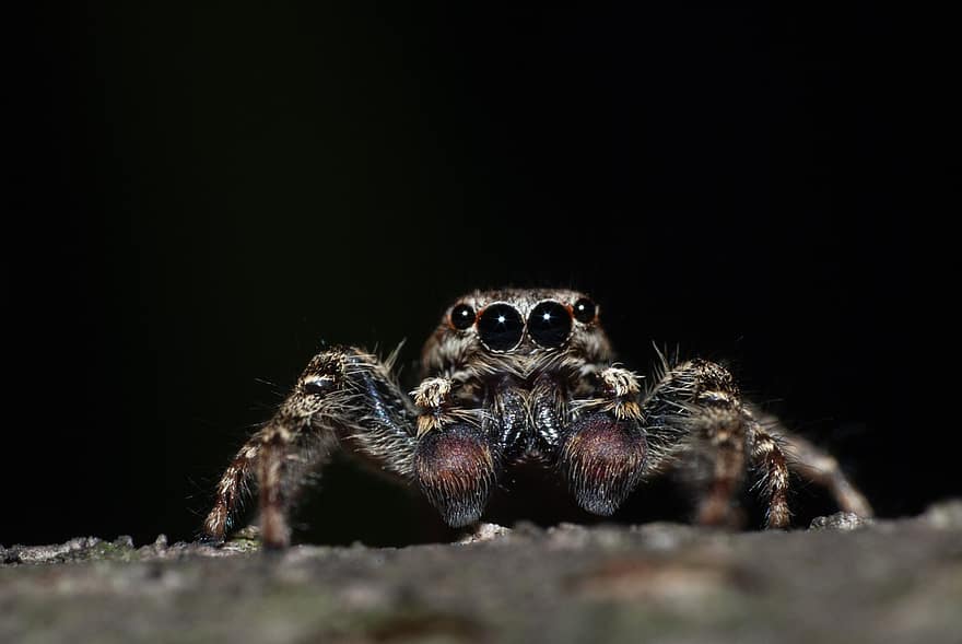 con nhện nhảy, con nhện, côn trùng, vĩ mô, đôi mắt, dễ thương, động vật, cận cảnh, Hình nền HD