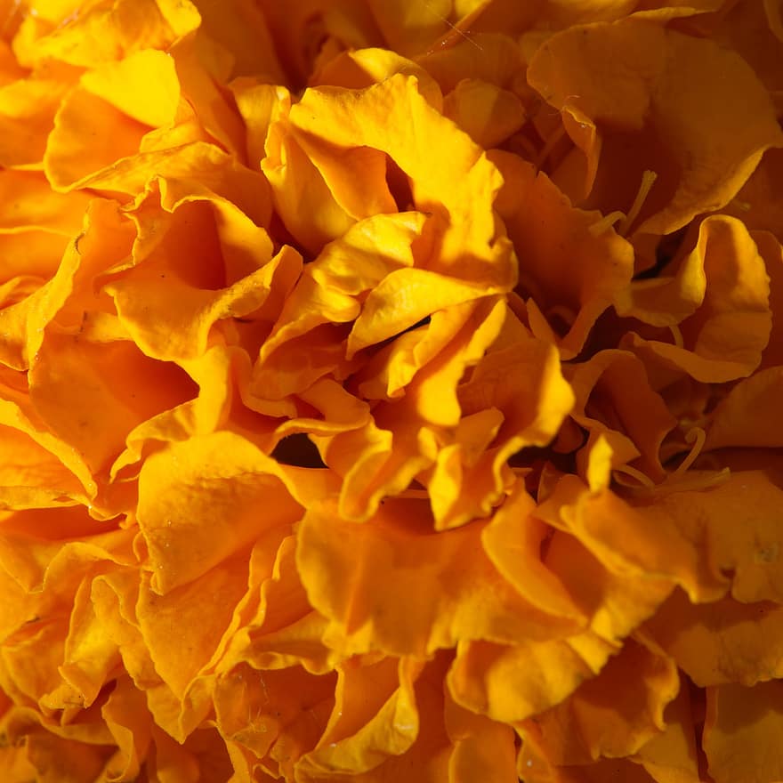 Marigold, Flower, Close Up, Yellow, Botany, Macro, close-up, petal, plant, backgrounds, leaf